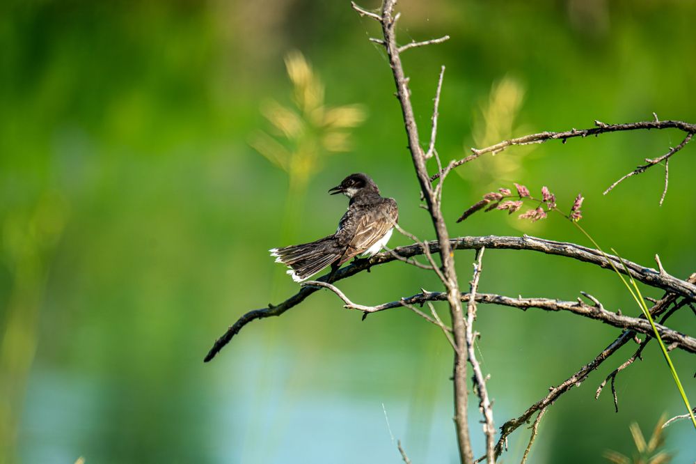 Small dark songbird perches on a thin branch against blurred green natural background.