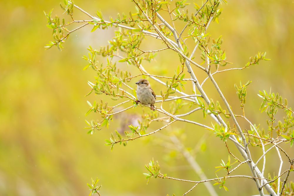 Small sparrow perched on a delicate branch with fresh spring leaves against a soft yellow bokeh background.