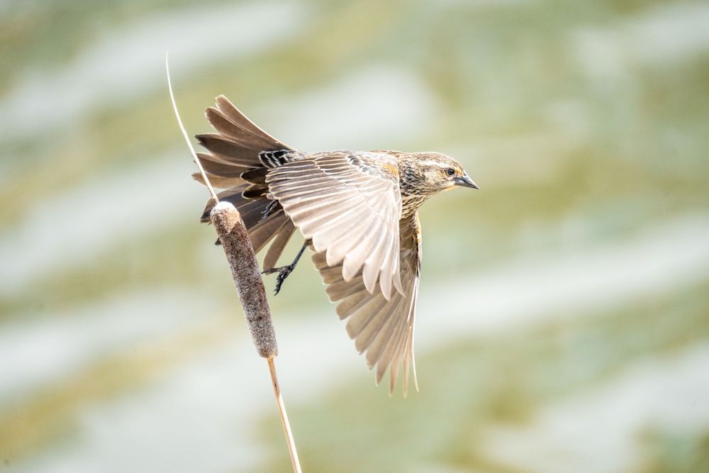Small brown bird with outstretched wings balances delicately on a thin grass stem against a soft blurred background.