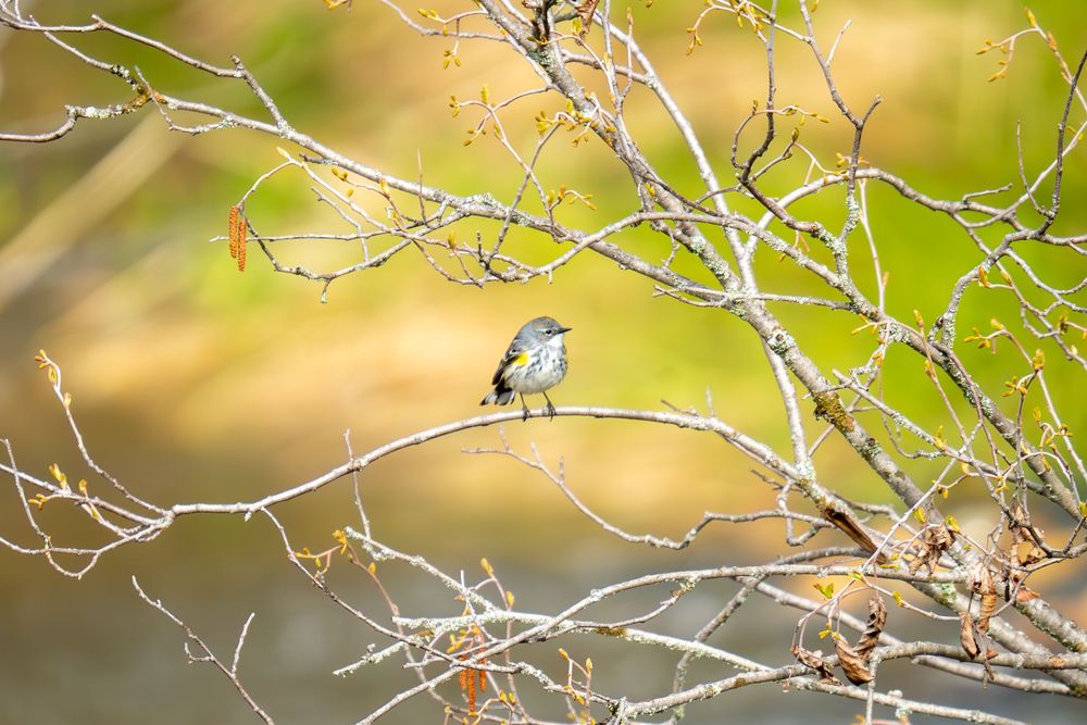 Small sparrow perched on bare winter tree branches against a soft blurred golden and green background.