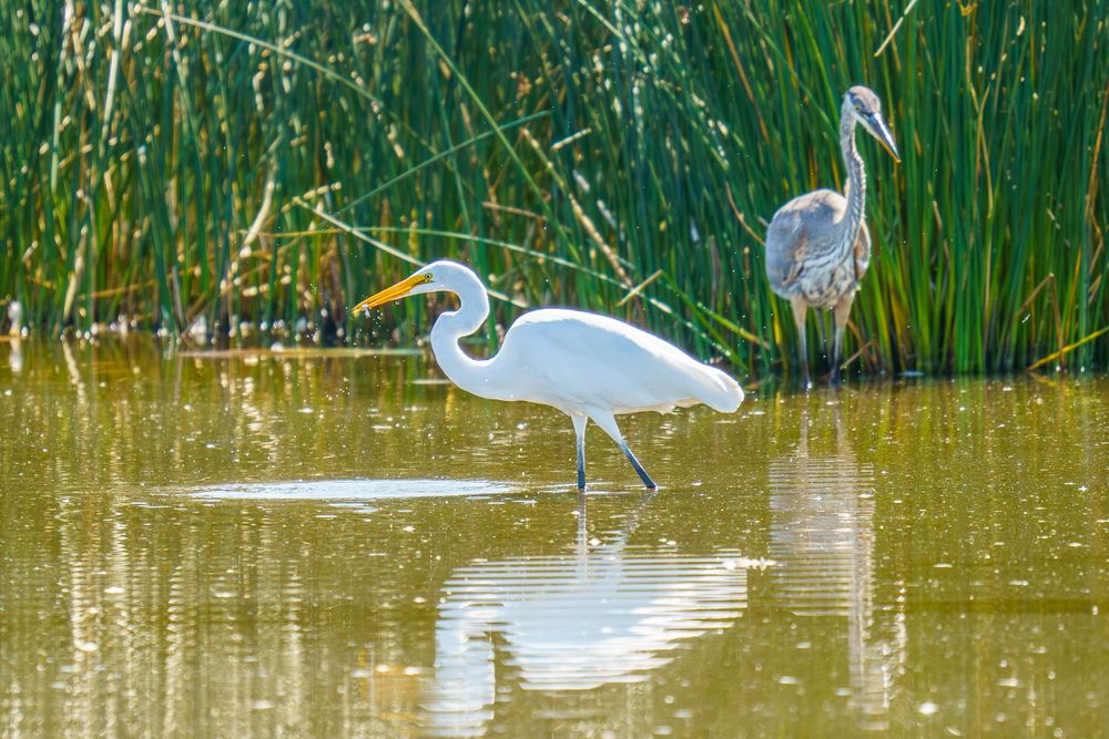 A white great egret and gray heron wade in shallow marsh water surrounded by tall green reeds.