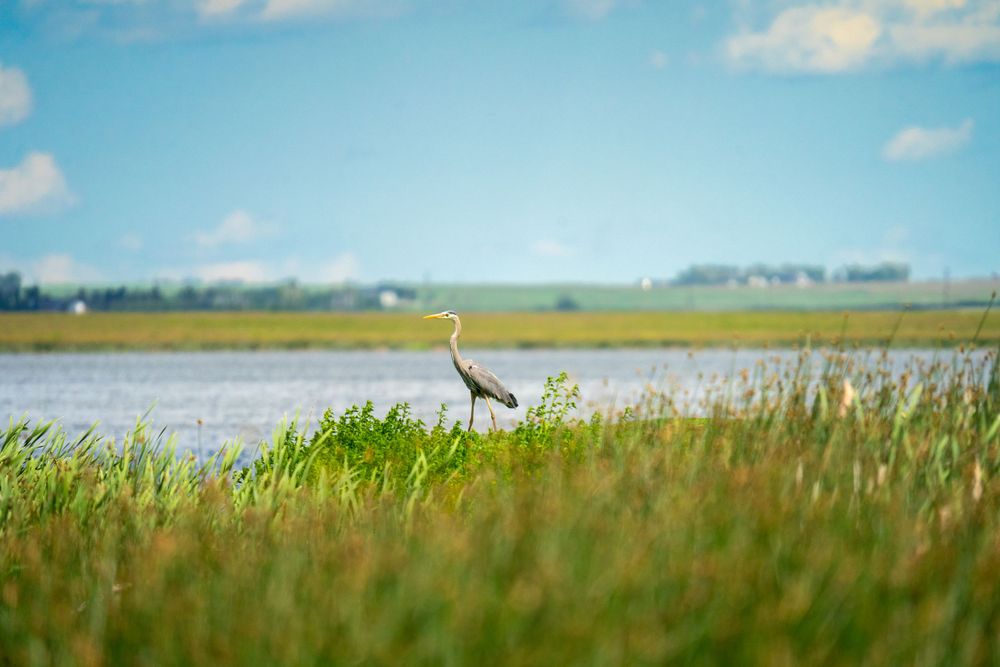 A solitary heron stands in tall marsh grass beside a tranquil wetland under a bright blue sky.