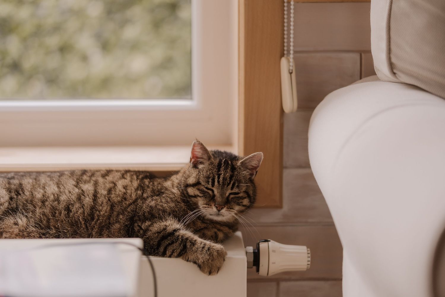 A striped tabby cat lounges contentedly by a window next to a white couch in warm natural light.