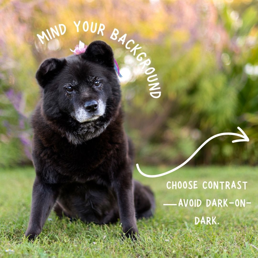 Photography tip showing a black dog against a blurred background, with text about choosing contrast and avoiding dark backgrounds.