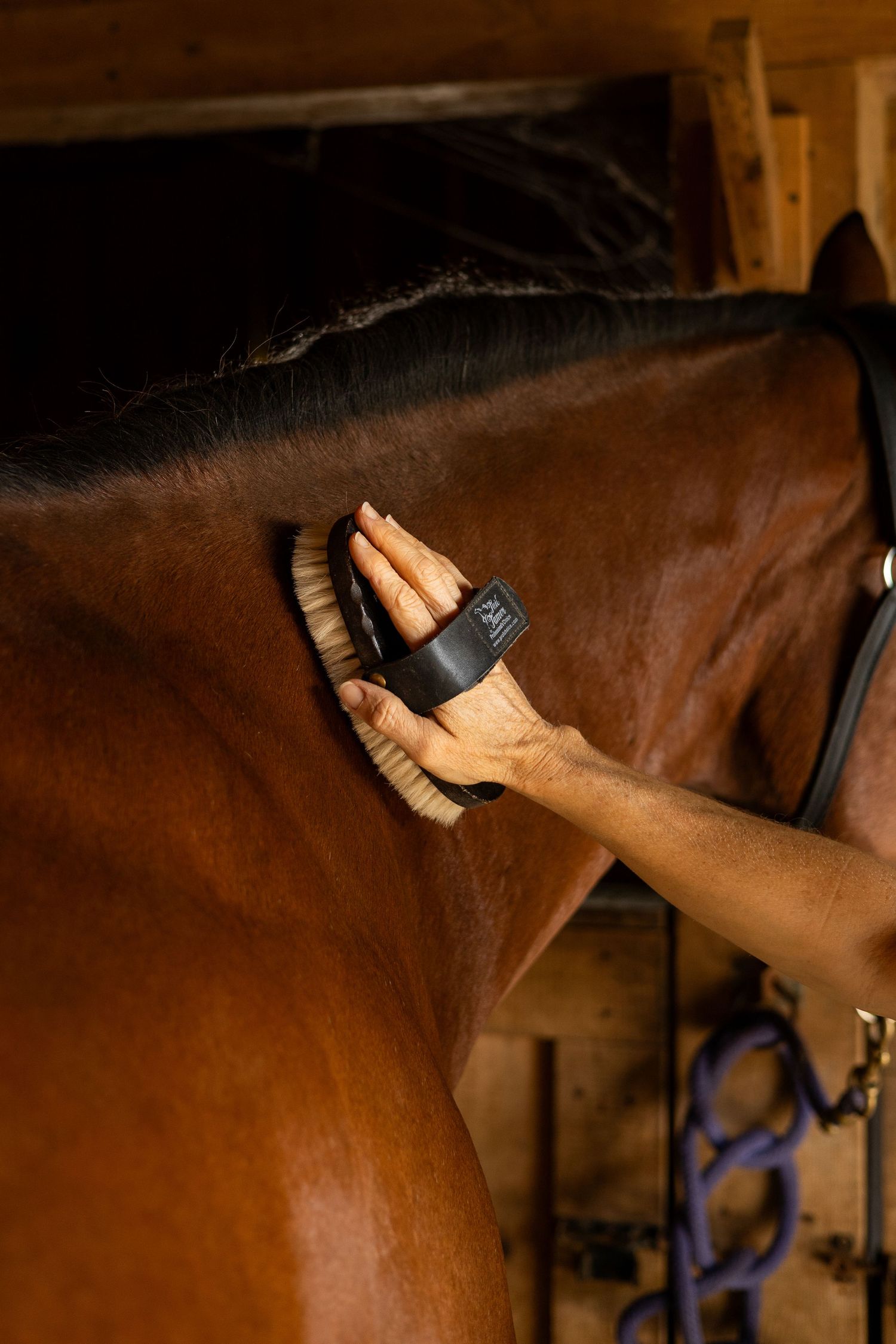 Close-up of hand grooming brown horse's coat with brush in stable.