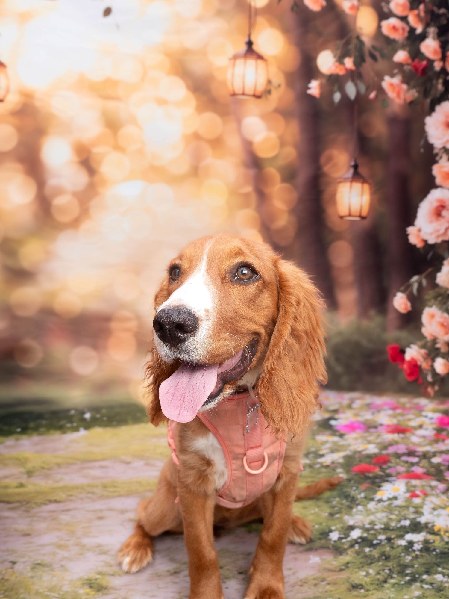 Mad Hatter Event Derbyshire Shipley Country Part Pet Baby Photography