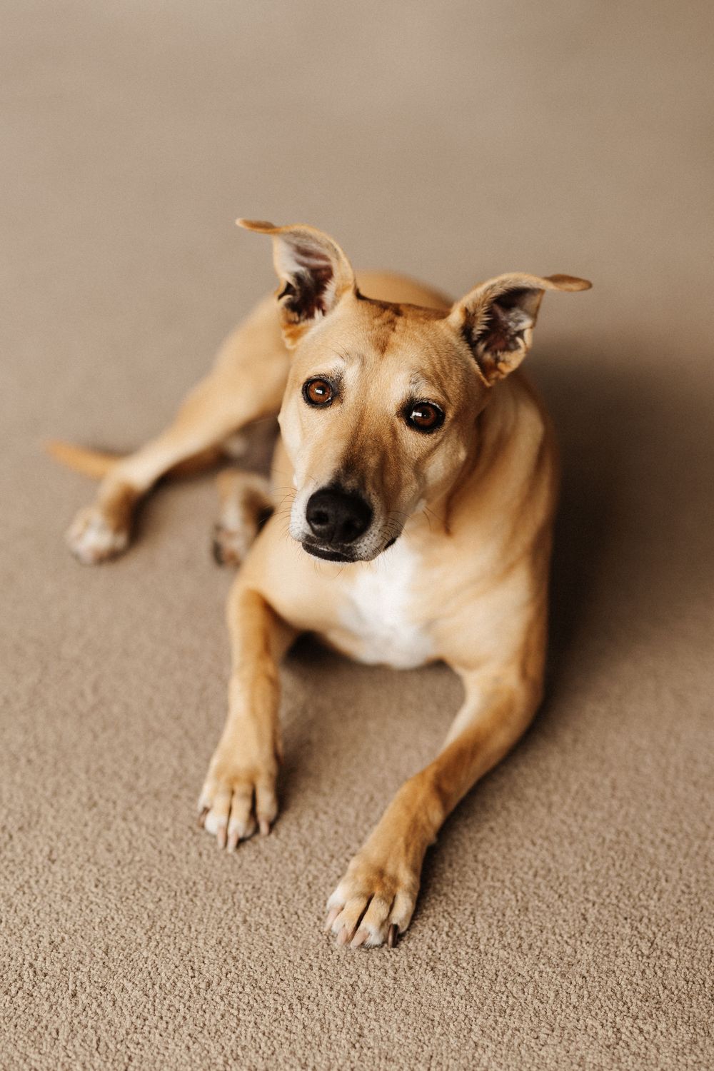 Tan and white whippet or greyhound dog lying on beige carpet with alert ears and soulful expression.