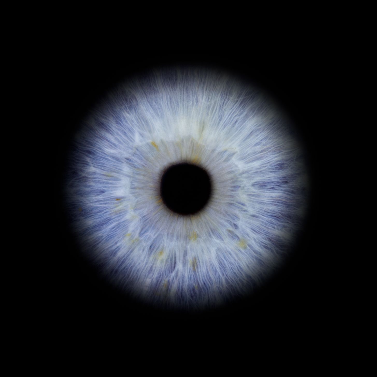 A macro photograph sequence showing a blue iris transitioning through different angles and perspectives.