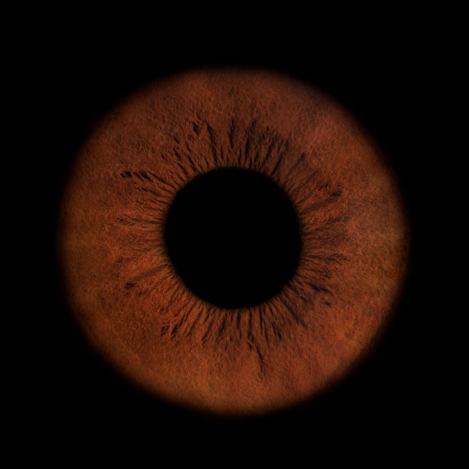 A series of eight dark orange circular shapes that gradually fade into darkness, resembling an eclipse sequence.