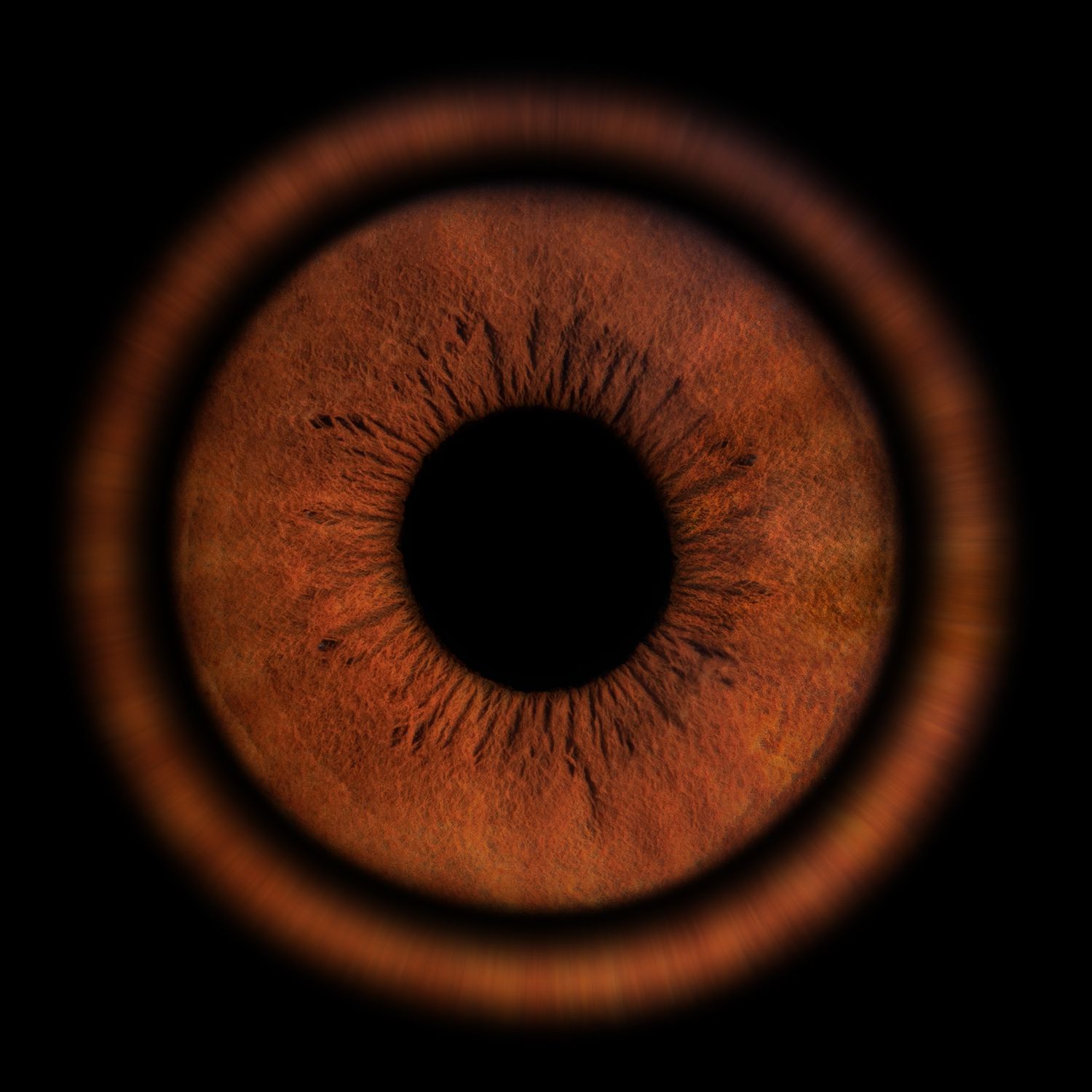 Close-up macro shot of a brown iris shows detailed striations surrounding a dark black pupil against a black background.