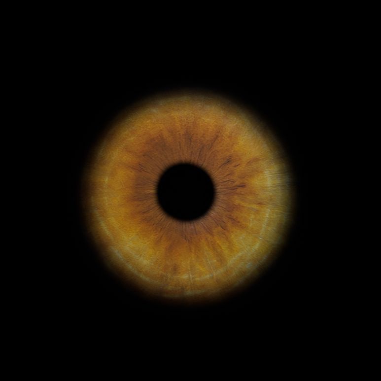 A close-up macro photograph of a golden brown iris with intricate details against a black background.