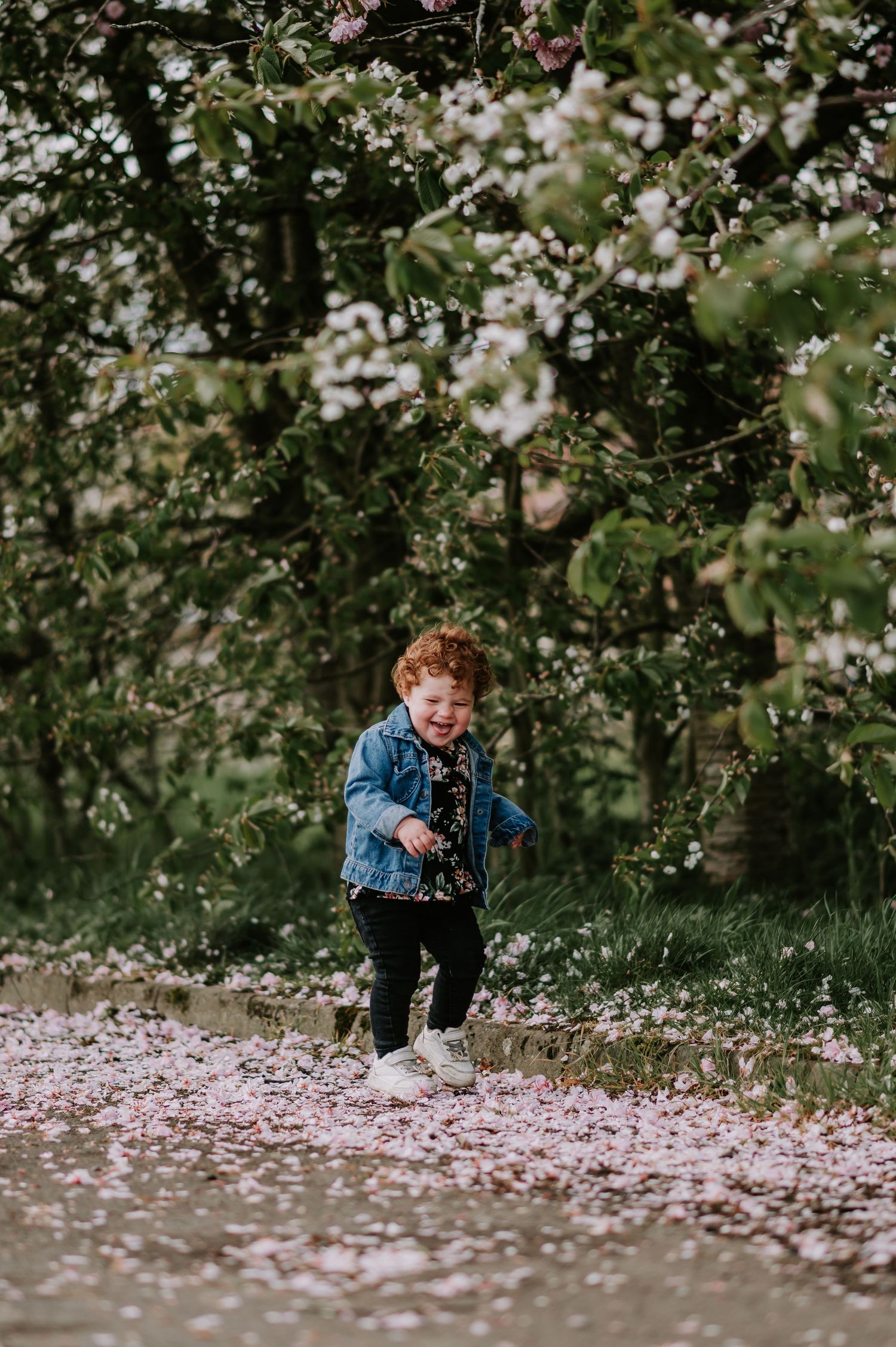 A child plays joyfully under blooming cherry blossom trees with petals scattered on the ground.