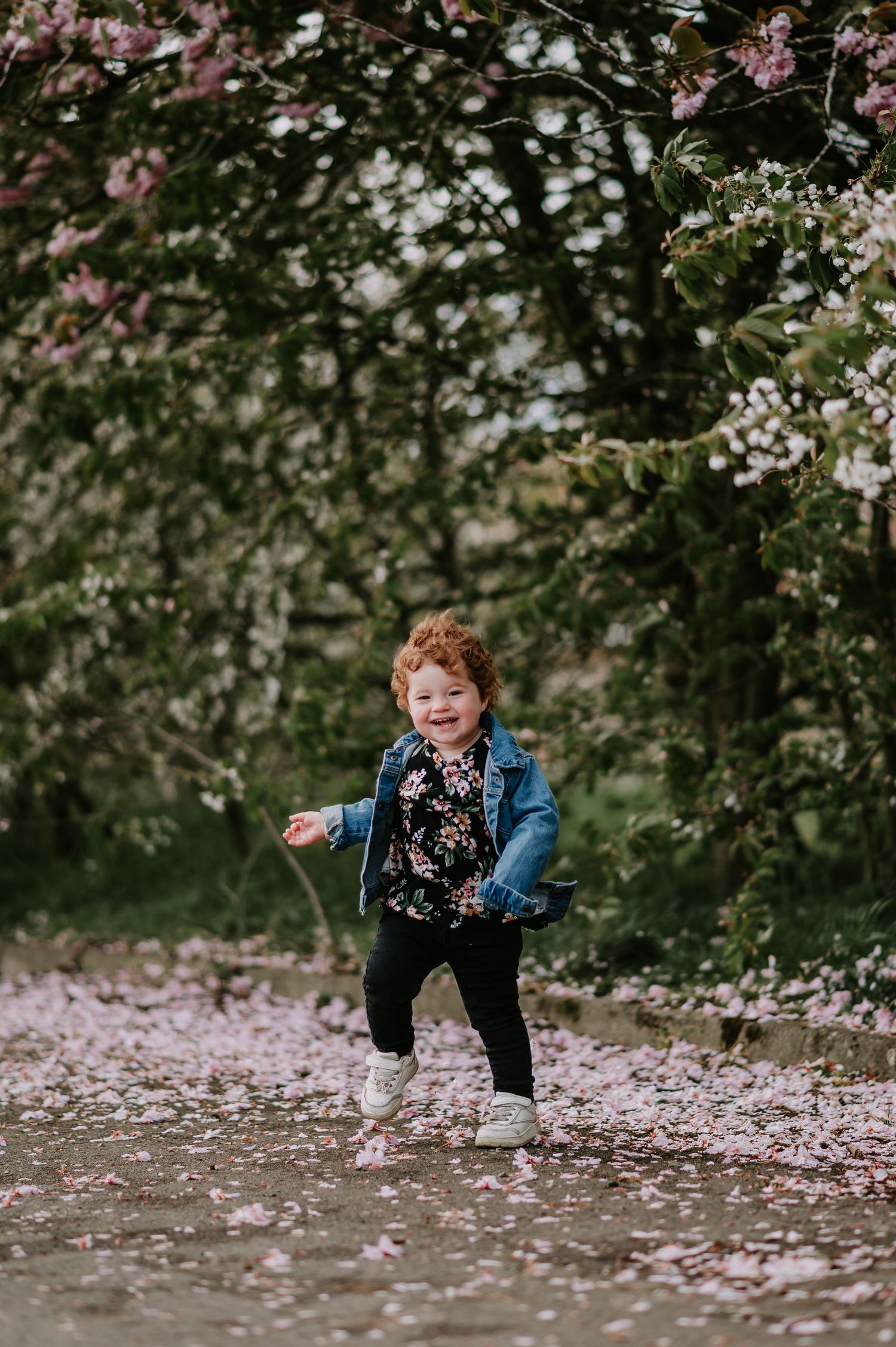 Child in a blue coat plays joyfully among fallen cherry blossoms scattered on the ground under spring trees.