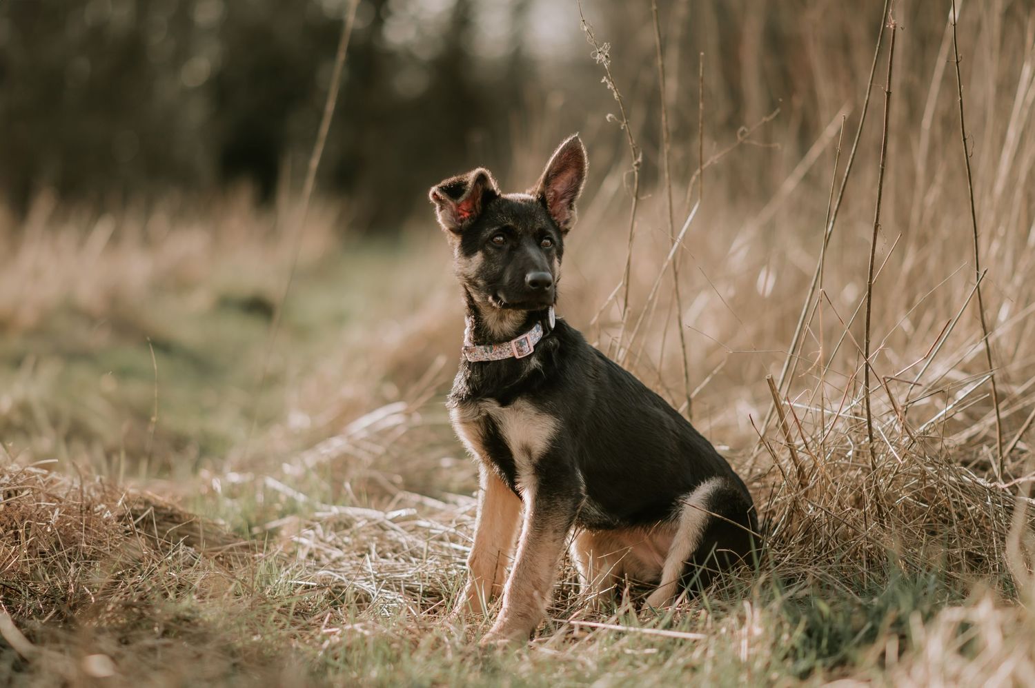 A German Shepherd puppy sits alertly in tall brown grass during golden hour.