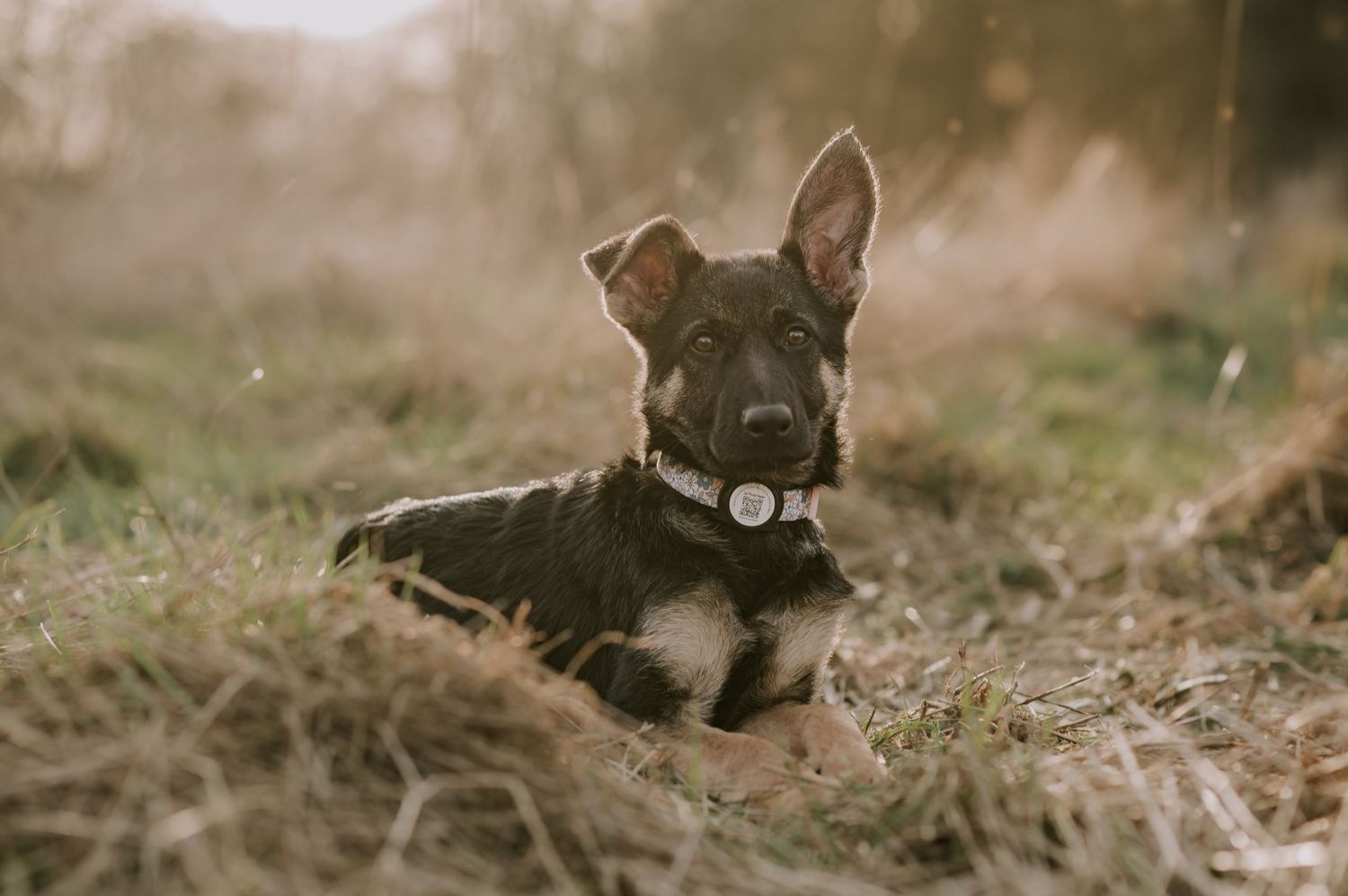 Small black and brown dog with pointed ears lies alertly in dried grass during a moody outdoor portrait session.