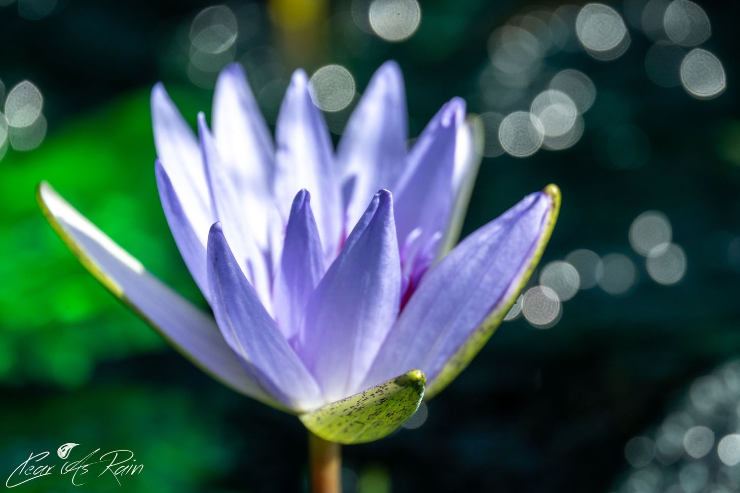A purple water lily blooms against a dark background with soft bokeh lights creating a dreamy atmosphere.
