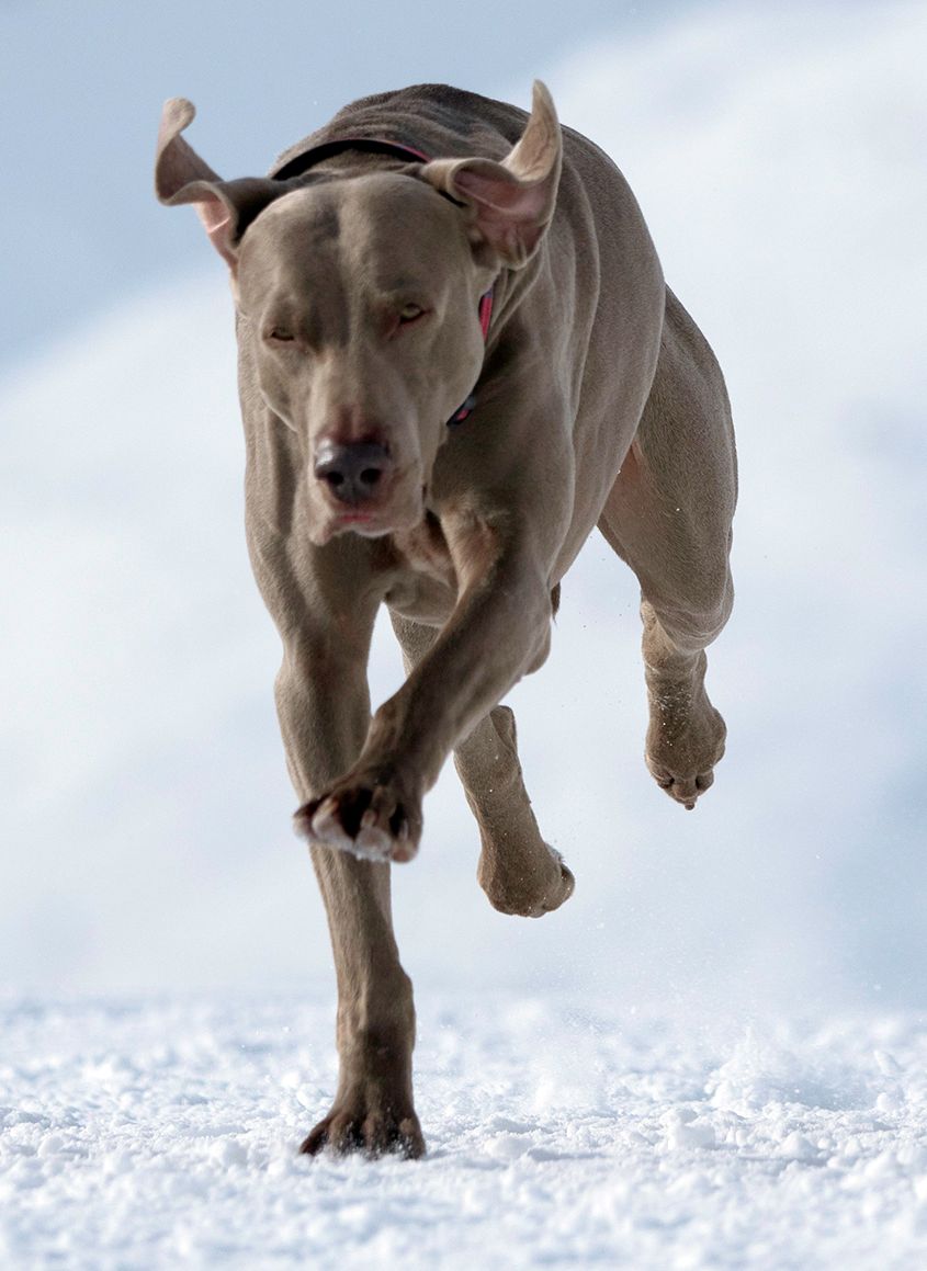 Grey Weimaranner Dog Running in the Snow by Zurich Photographer Leslie Argote