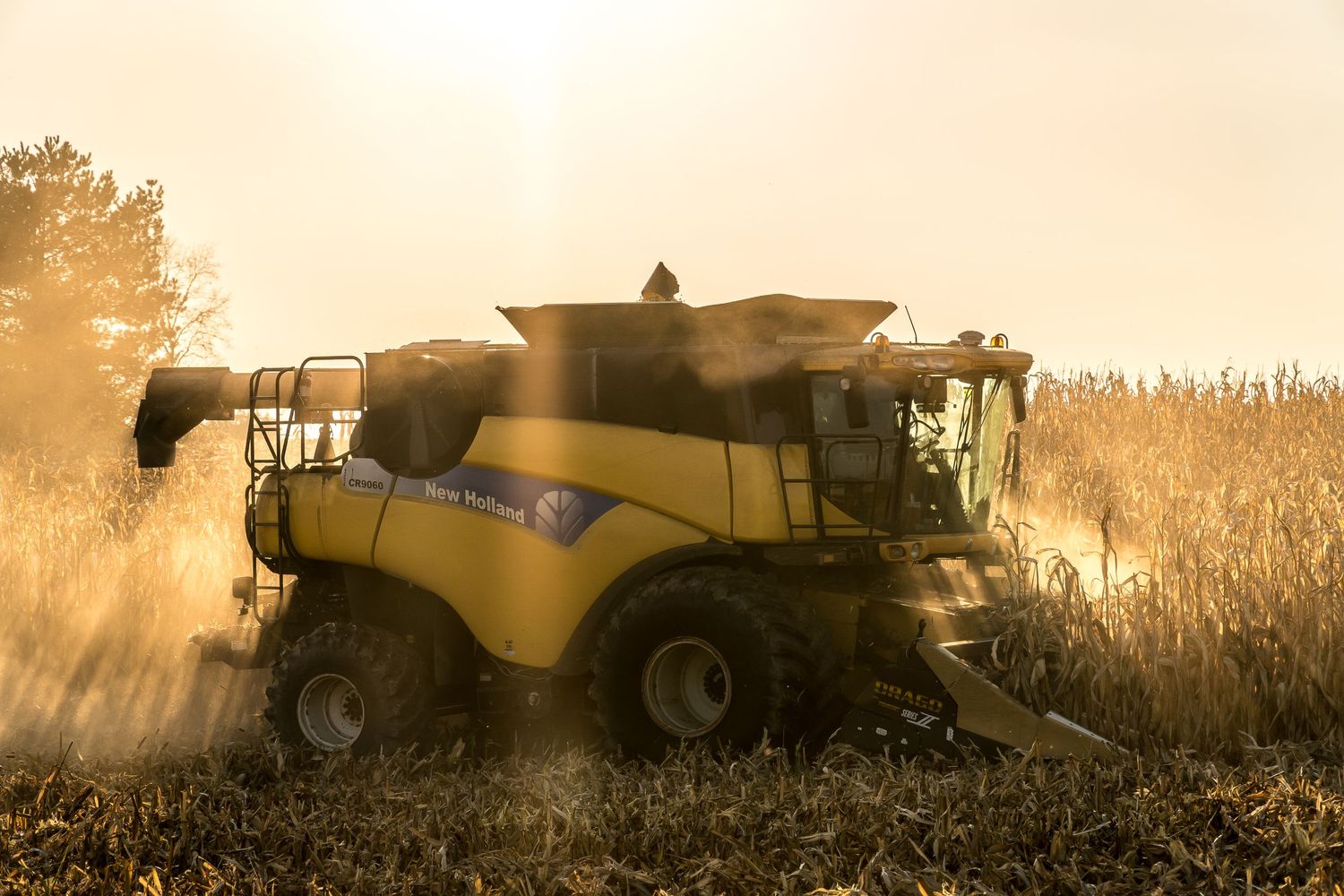 Yellow combine harvester working in a dusty cornfield at sunset creates a dramatic silhouette against the golden sky.