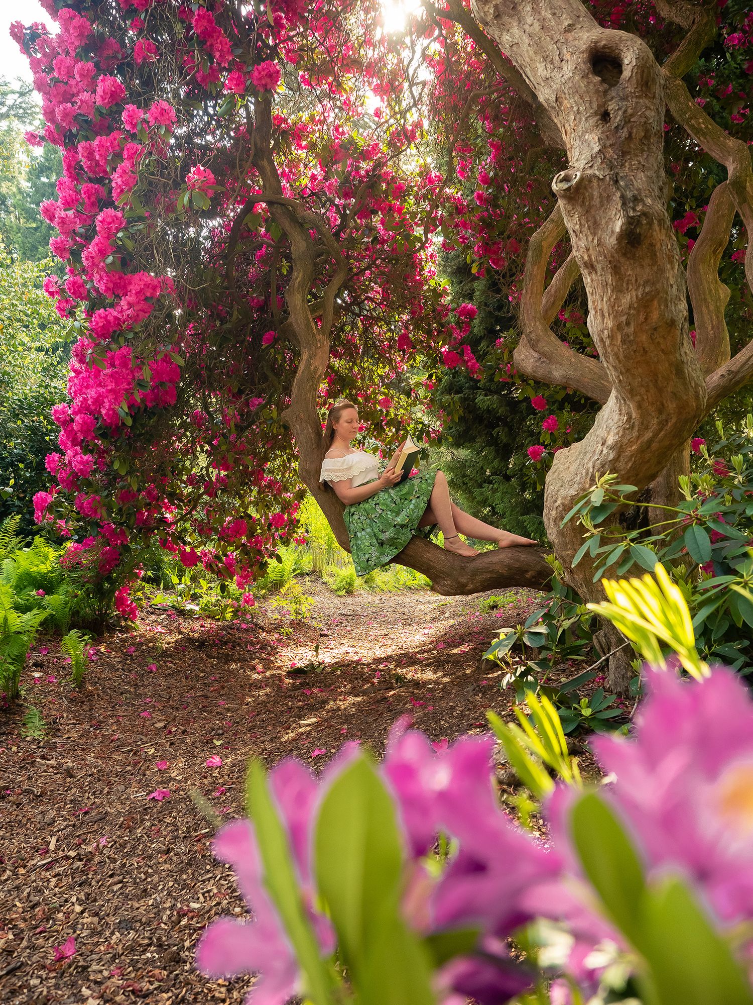a girl sits on the branch of a rhododendrum tree reading a book