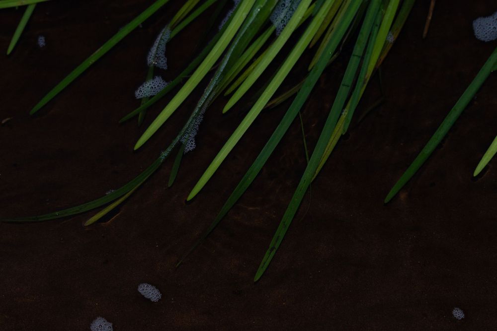 Green water grass