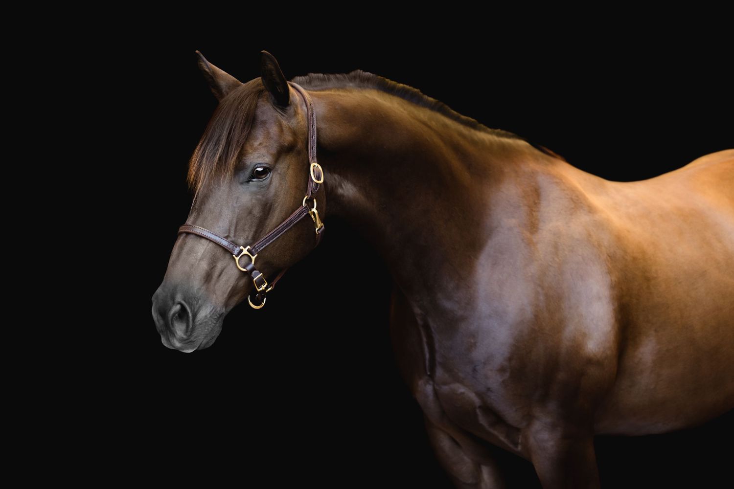 American Quarter Horse liver chestnut leather halter fine art photography black background portrait