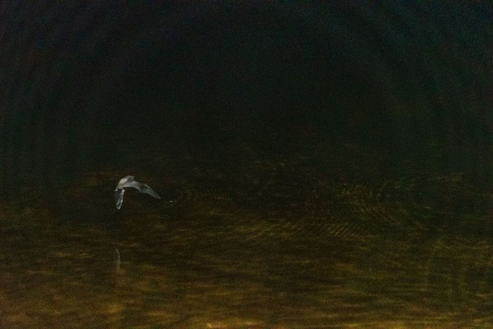 Bat on Lows Lake