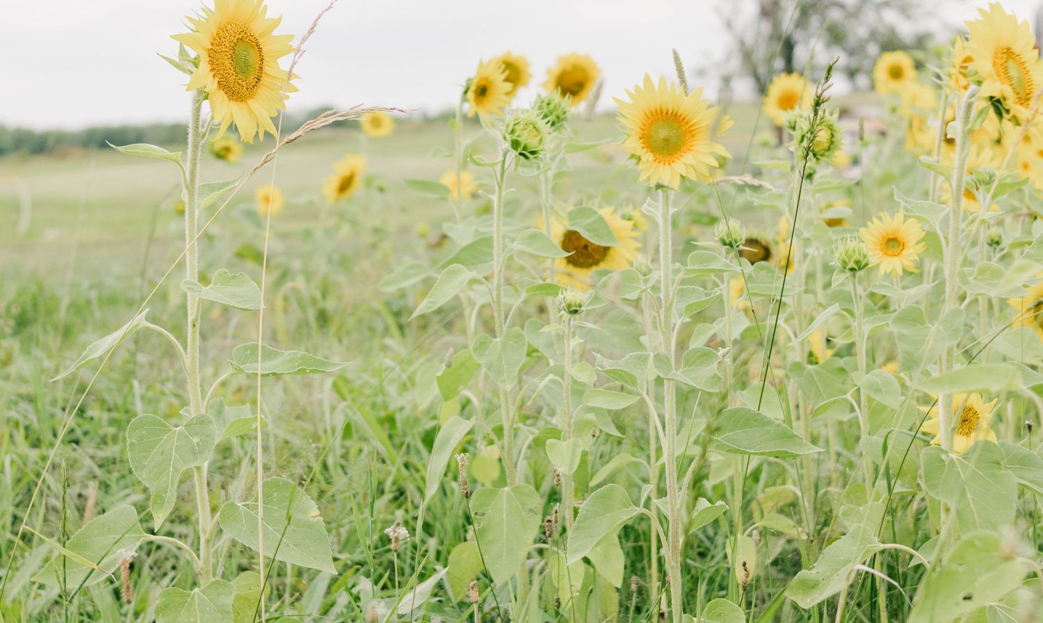 L'Anse Michigan Wedding Photographer Linden Creek Farm