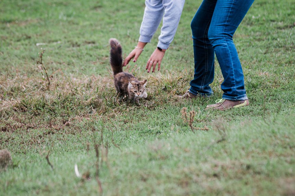 A kitten runs into the bride and groom portrait session