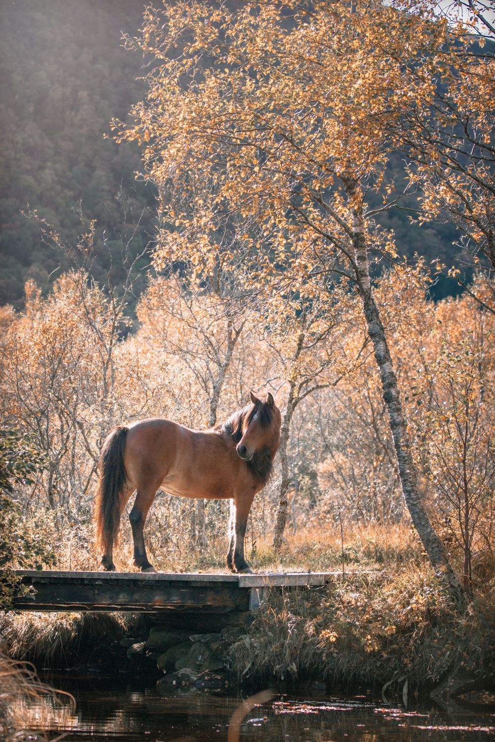 hest malin berdal
