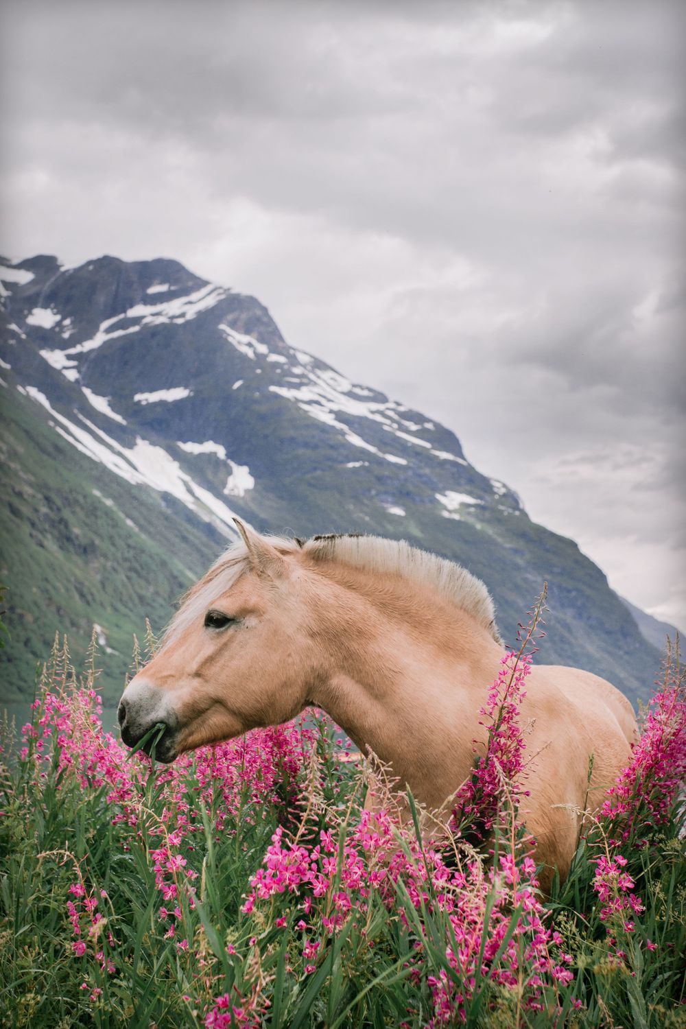 hest malin berdal