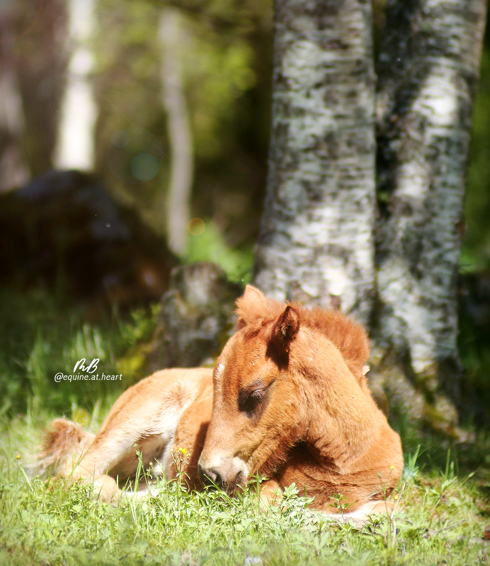 hest malin berdal
