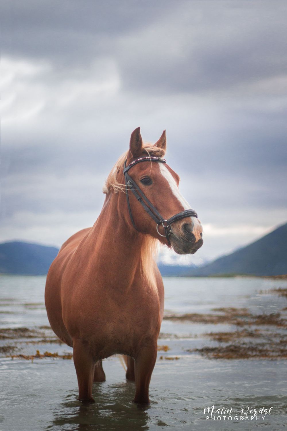 hest, malin berdal