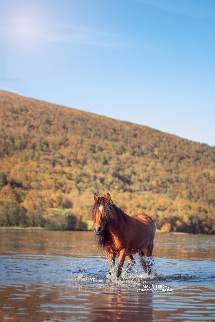 hest malin berdal