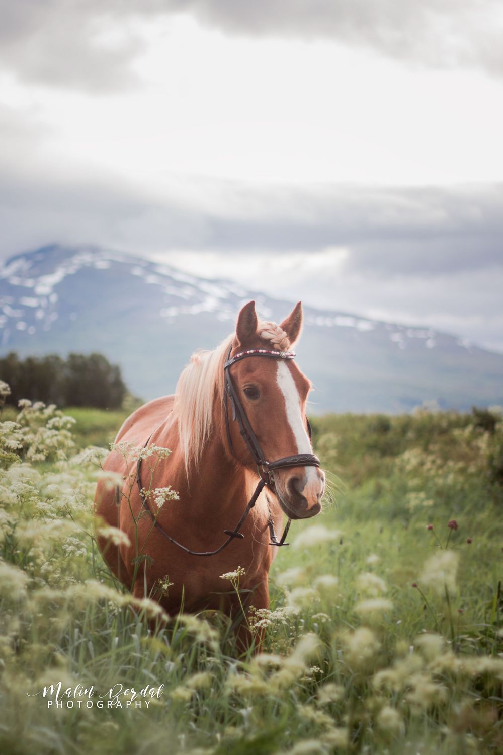 hest malin berdal