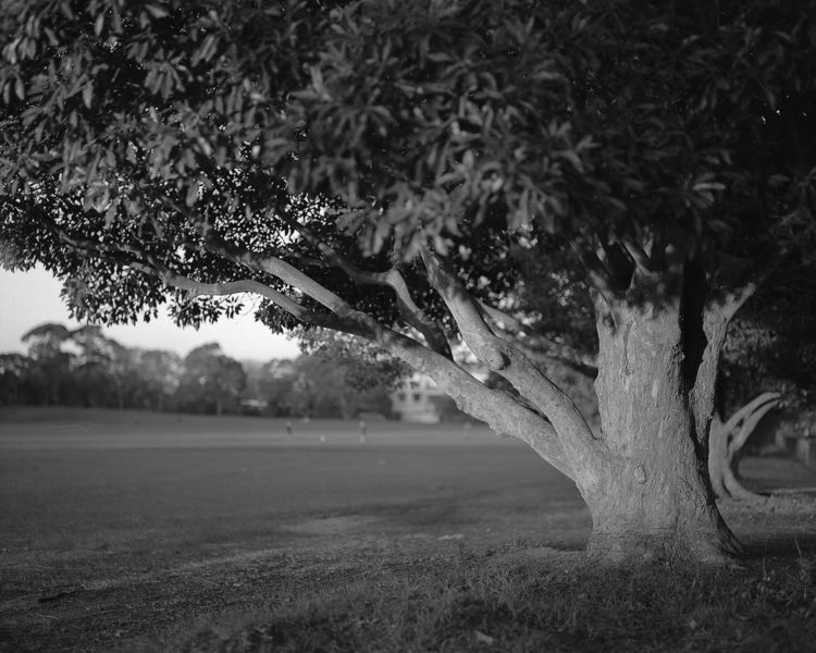 Pentax 6x7, 105mm lens