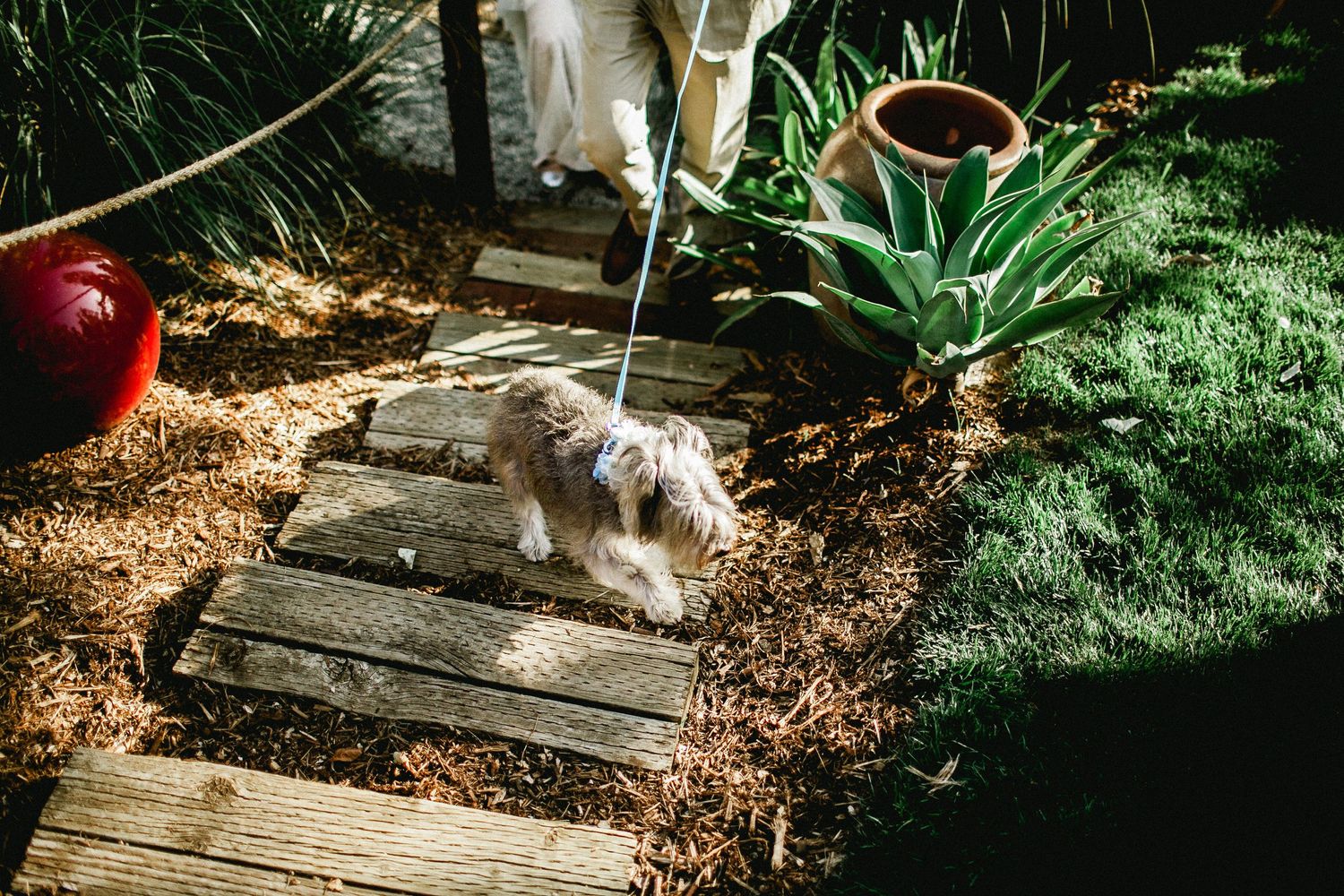 bride's dog walking towards grass near altar of wedding ceremony