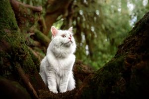 White albino cat sitting in a dark tree, looking up majestically; Flaming Geyser State Park, Auburn