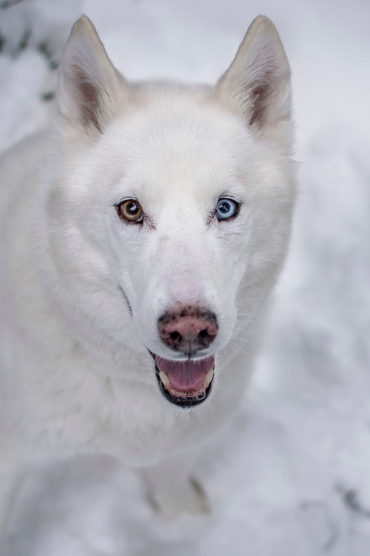 Siberian husky photo session