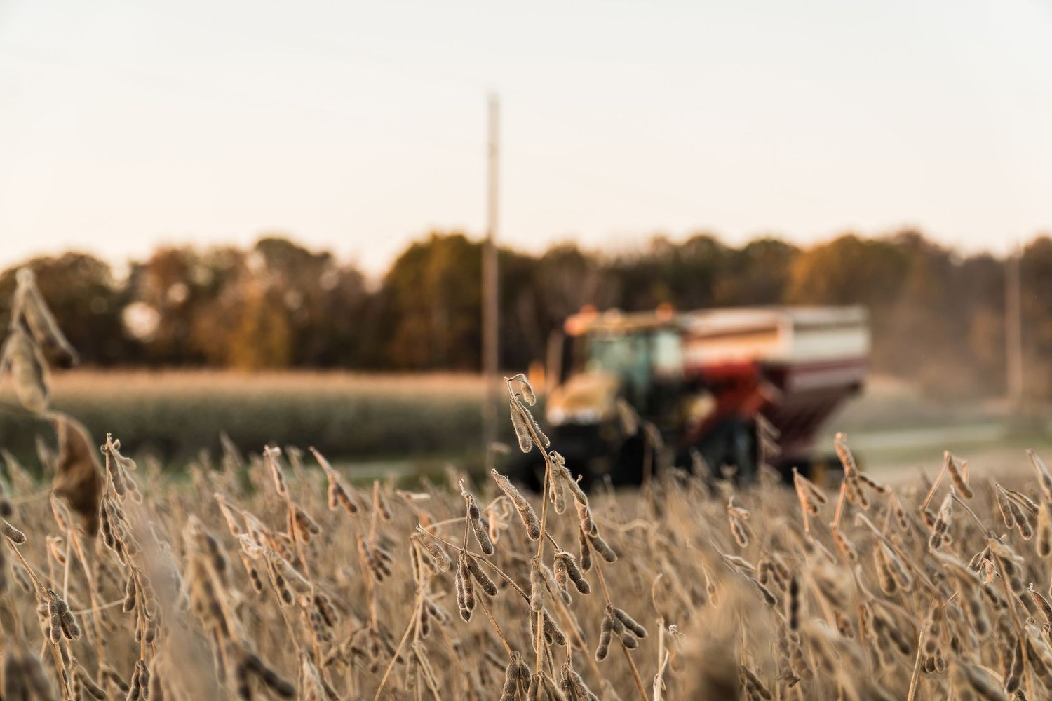 A blurred combine harvester works in golden wheat fields at sunset.