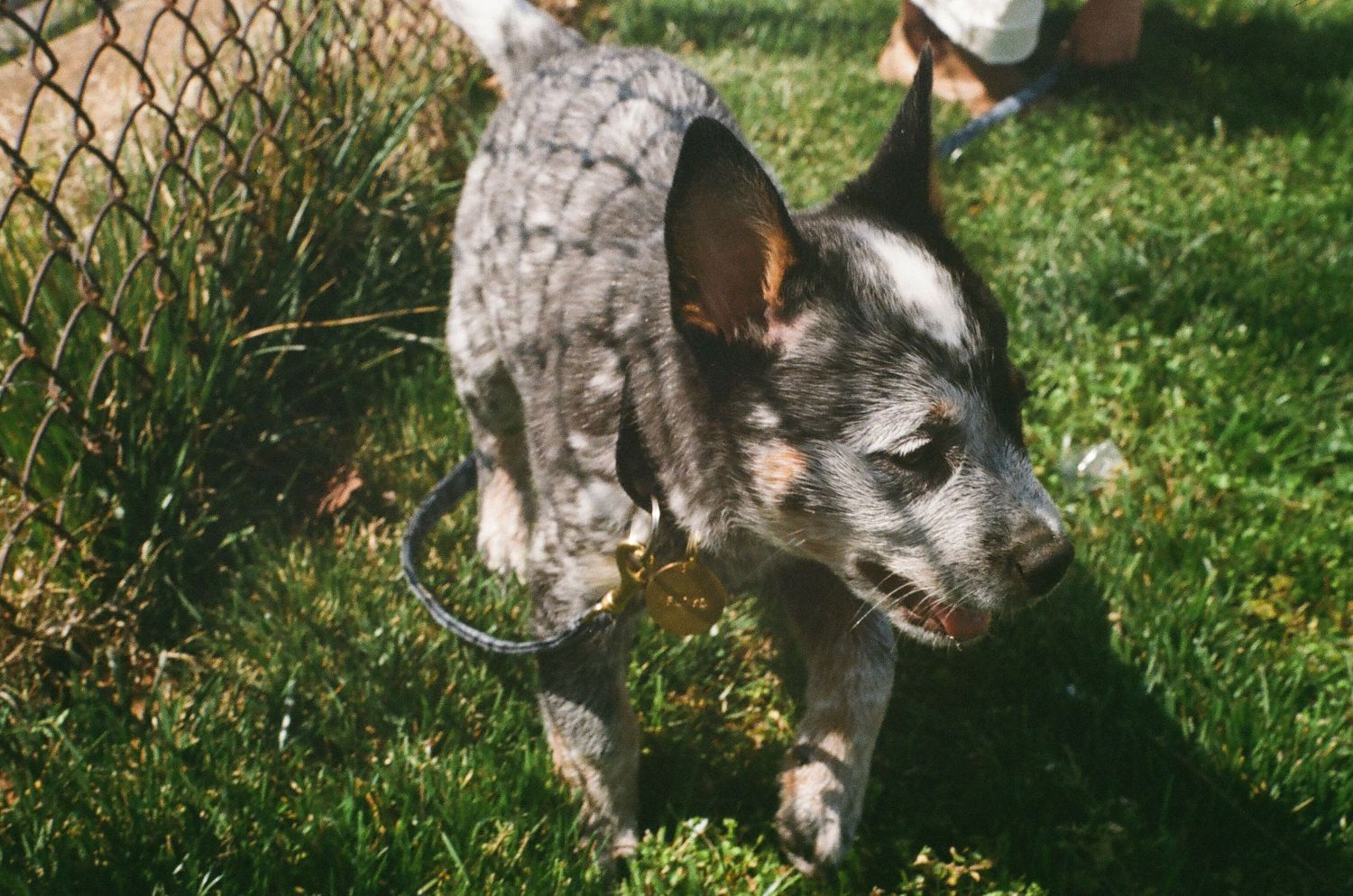 Close-up of a grey Australian Cattle Dog running through grass.