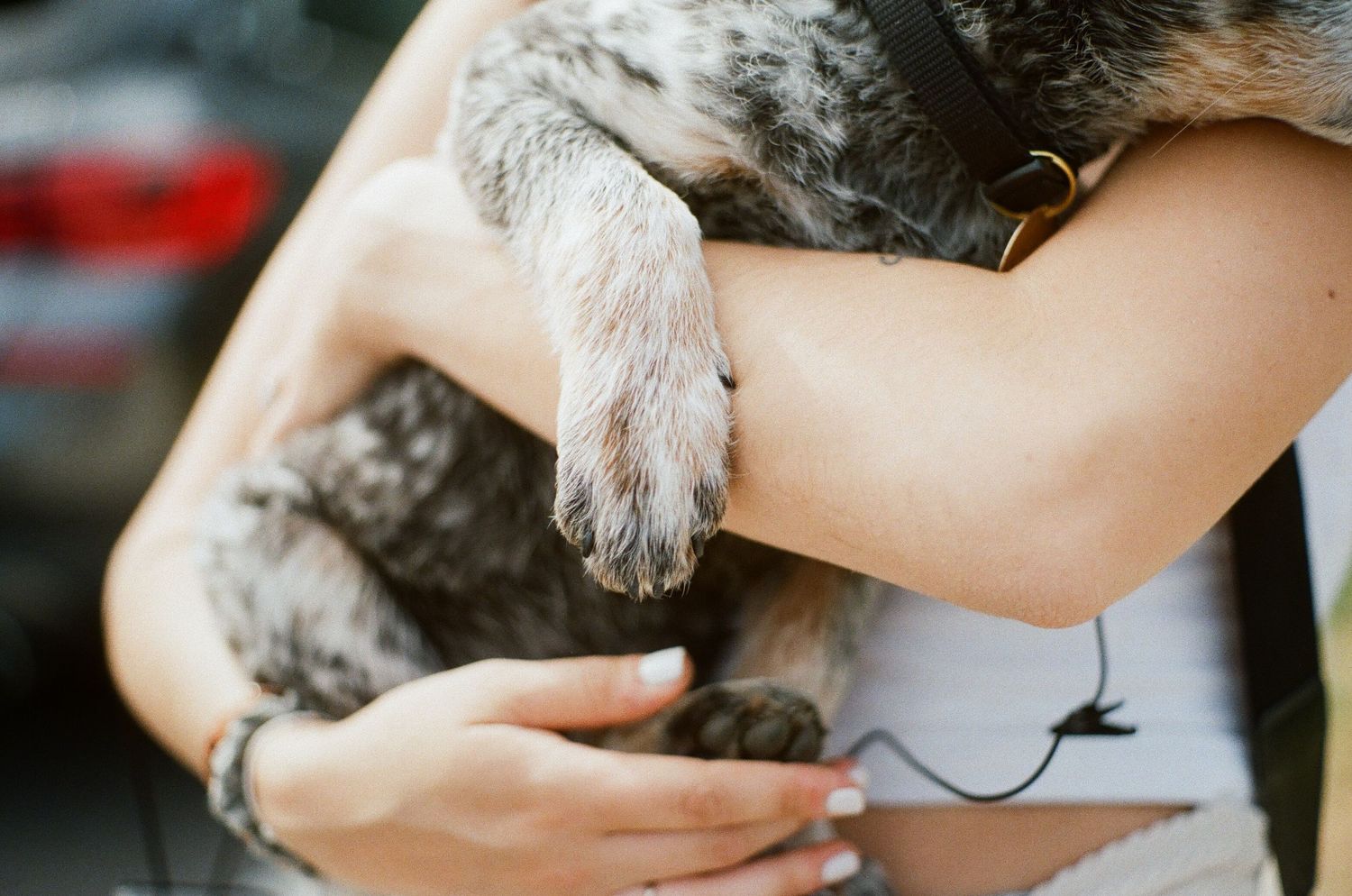 Close-up shot of hands holding a grey cat's paws tenderly.