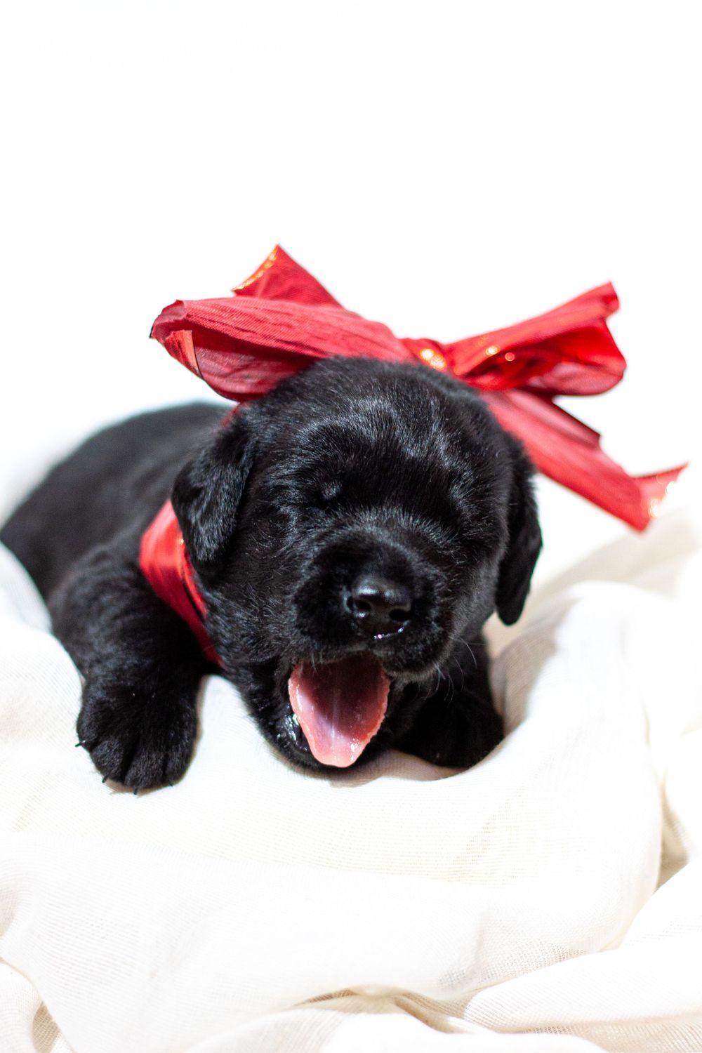 Ann Arbor, Photographer, Couples, Portraits, Animals, Pets, dance photography, creative photography, commercial