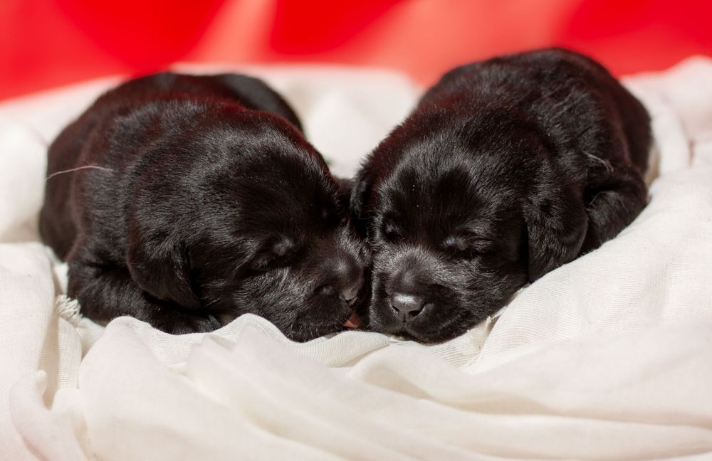 Ann Arbor, Photographer, Couples, Portraits, Animals, Pets, dance photography, creative photography, commercial