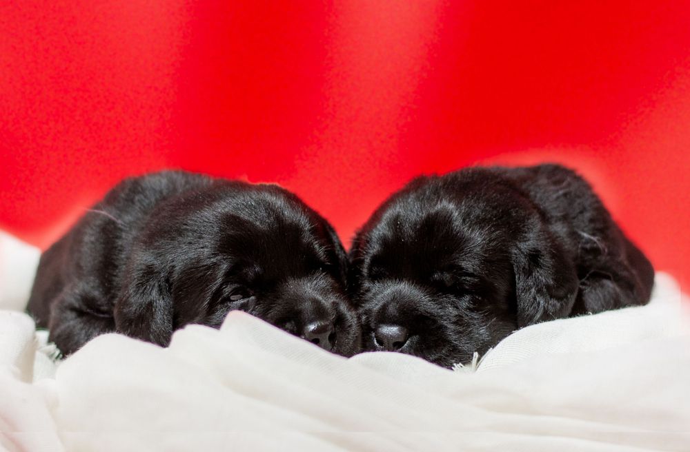 Ann Arbor, Photographer, Couples, Portraits, Animals, Pets, dance photography, creative photography, commercial