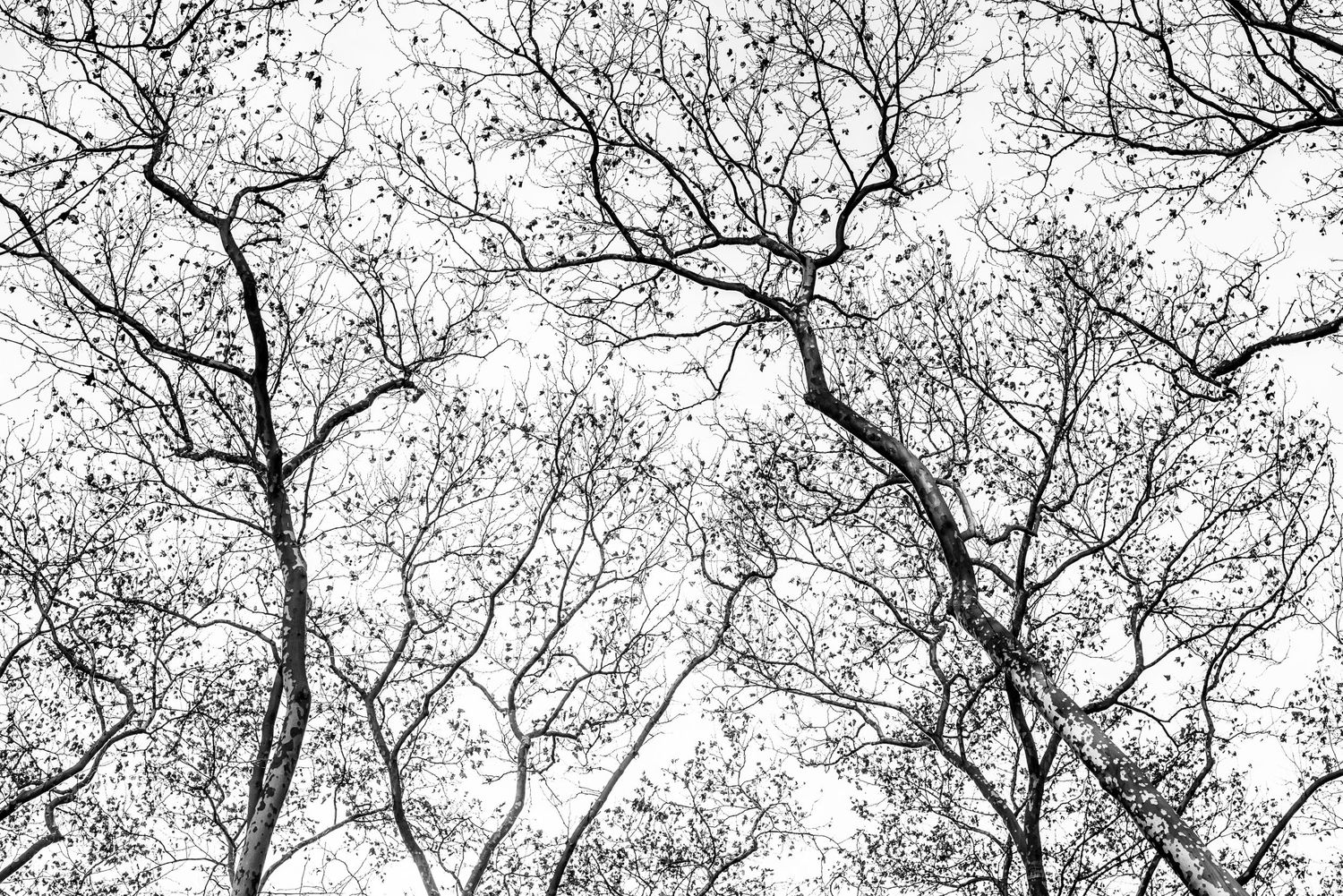 Bare trees in Bryant park