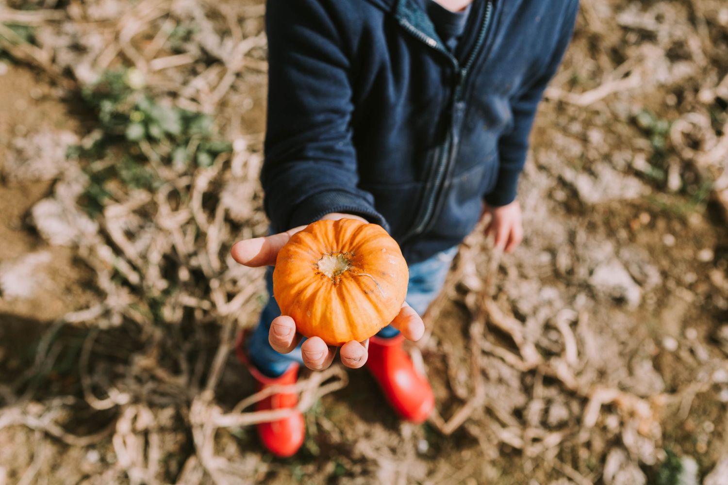 mini orange pumpking in child hand