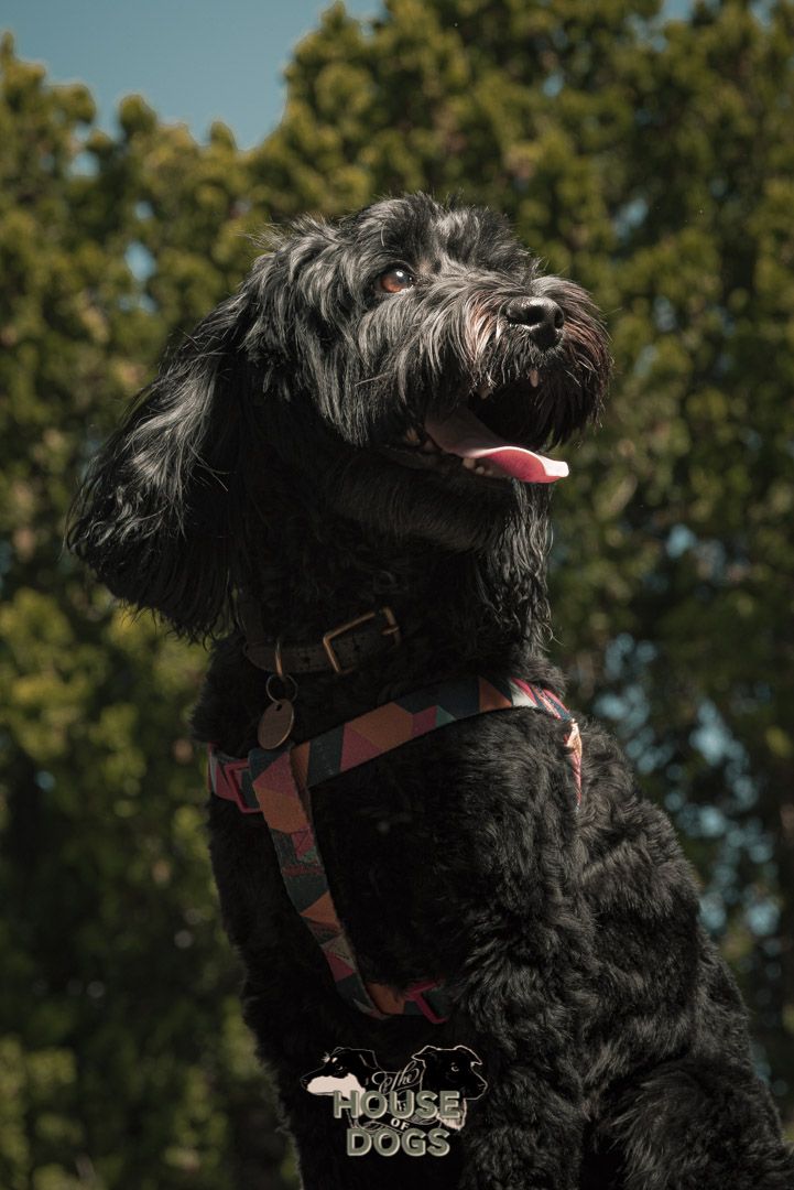 On location pet portraits of dog