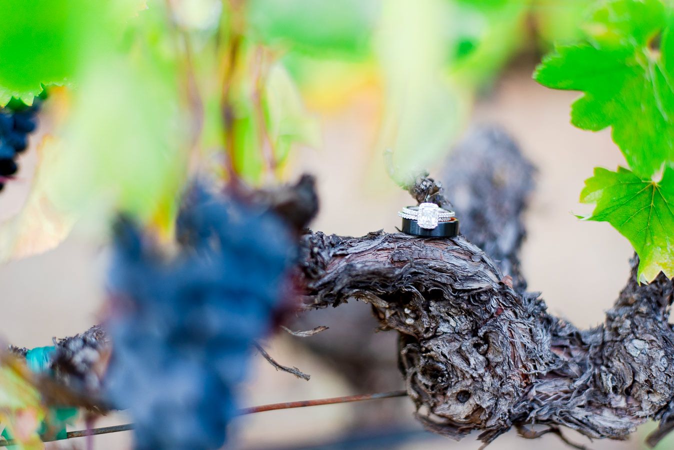 wedding rings on a cabernet grape branch