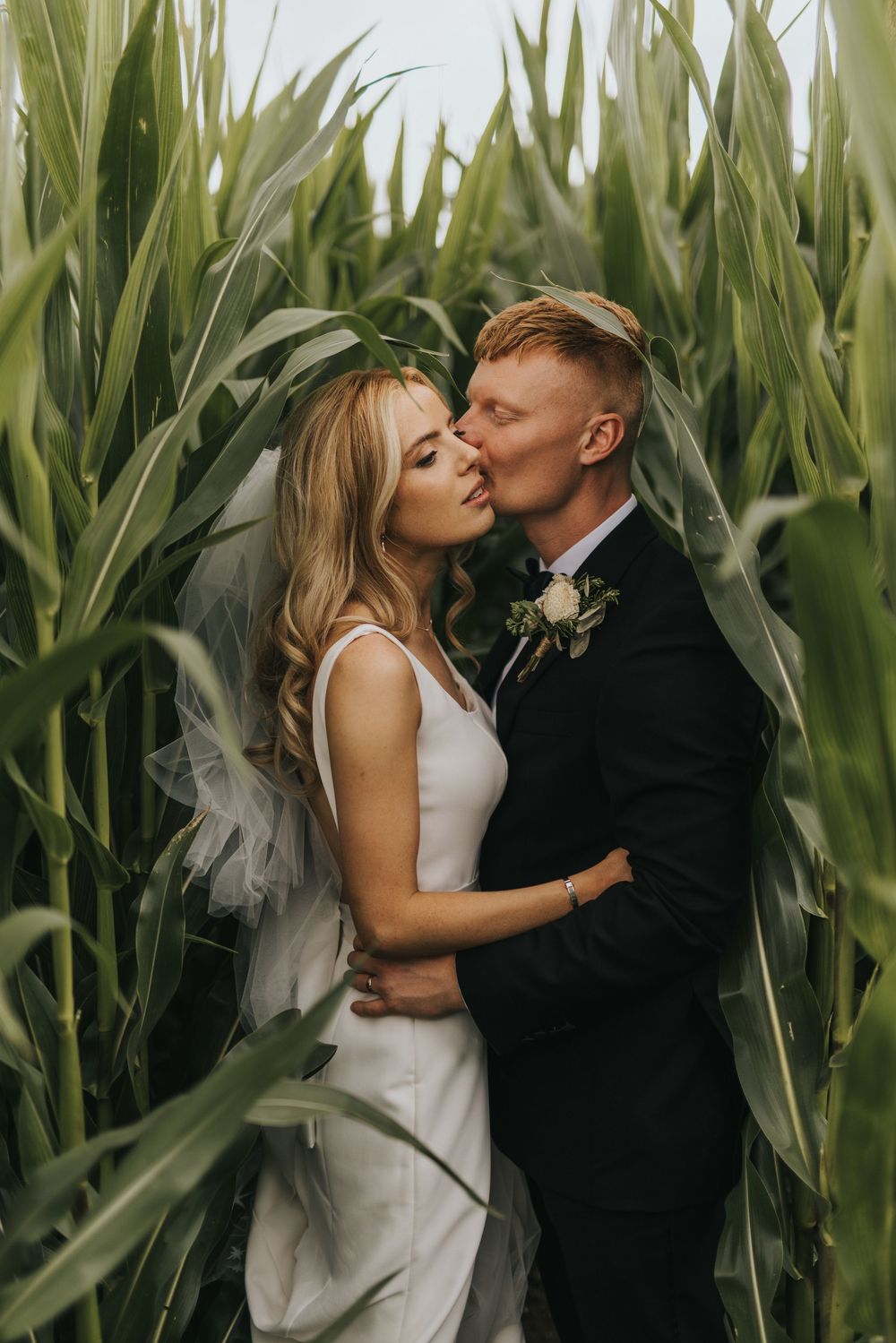 A romantic wedding portrait series showing a couple embracing among tall green corn stalks near Cleatham Hall.