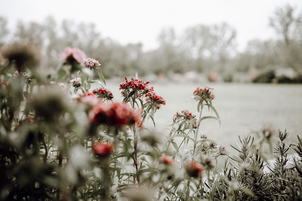 Pink wildflowers bloom in a soft-focus meadow with trees visible in the misty background.